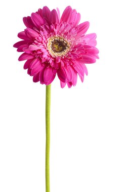 Gerbera.