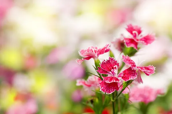 Dianthus chinensis fleur — Photo
