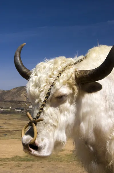 stock image Tibetan Yak