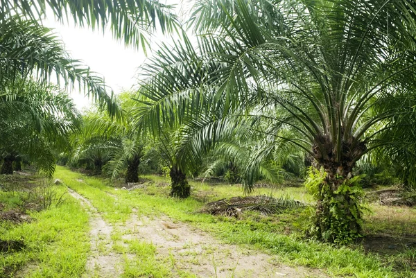 Плантация пальмового масла. — стоковое фото