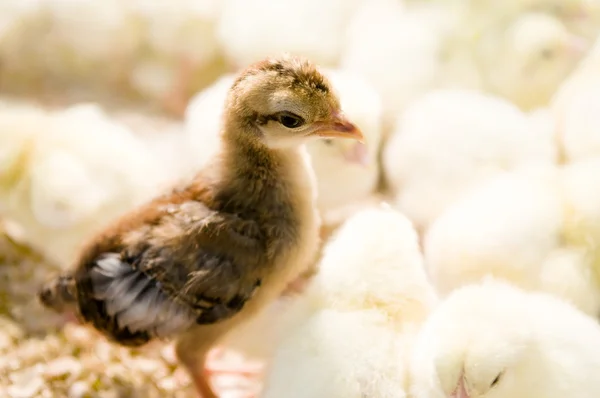 Enastående chick — Stockfoto