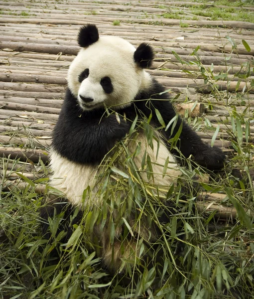 Panda feeding — Stock Photo, Image