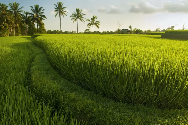 Taras pola ryżowe. — Zdjęcie stockowe
