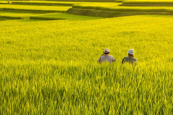 Terasz rizs mezők. — Stock Fotó
