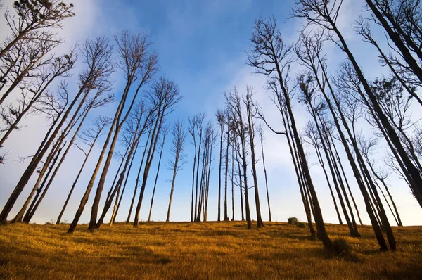 stock image Dry season.