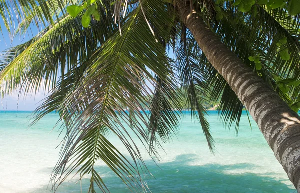 Tropical scene. — Stock Photo, Image