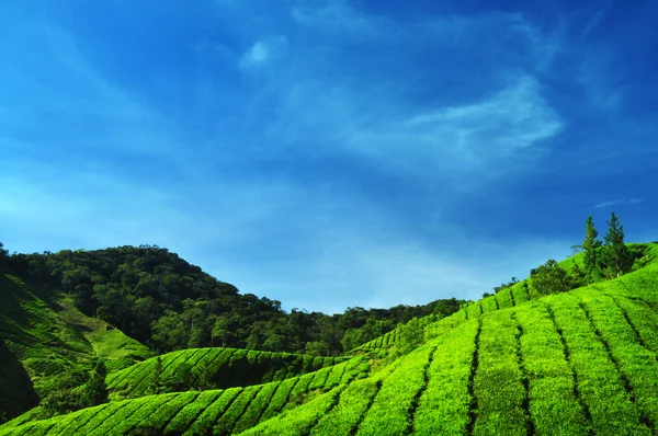 Plantaciones de té . — Foto de Stock