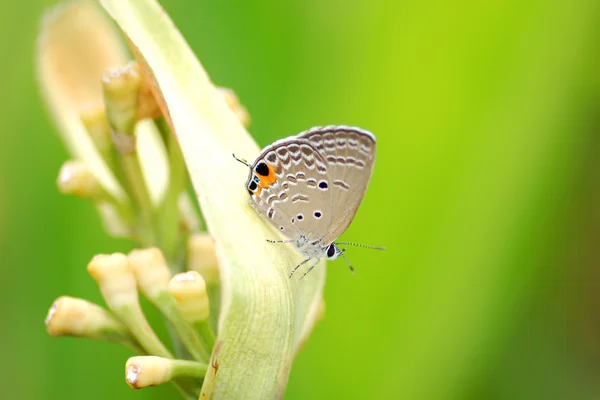 stock image Butterfly