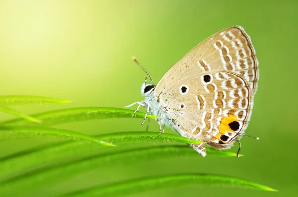 일반적인 caerulean 나비 — 스톡 사진