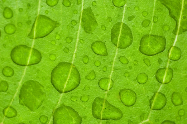 Νερό-σταγόνα σε ένα πράσινο φύλλο — Φωτογραφία Αρχείου