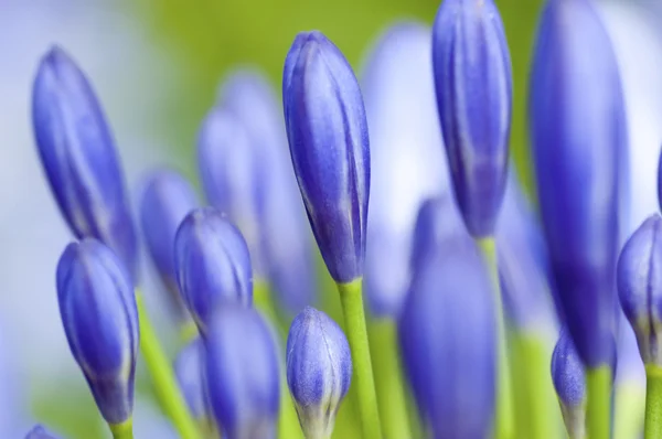 stock image Agapanthus Flower