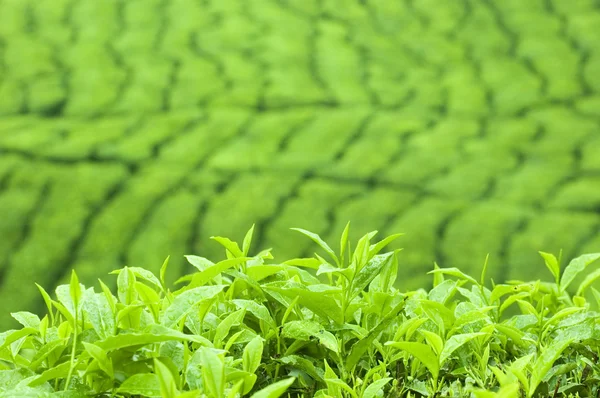 Tea Leaf — Stock Photo, Image