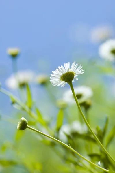 Fehér daisy — Stock Fotó