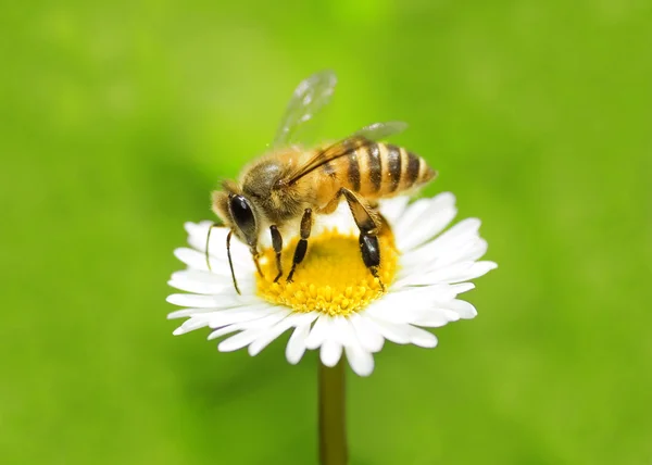Мед бджоли — стокове фото