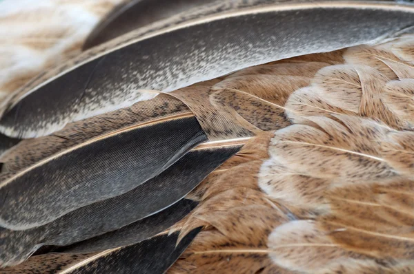 Macro feathers — Stock Photo, Image