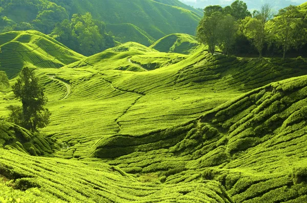 Çay çiftlik — Stok fotoğraf