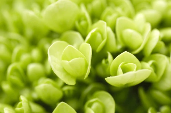 Grüne Pflanze. — Stockfoto