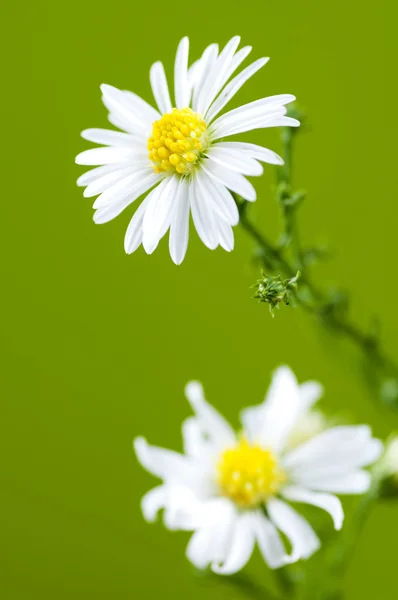 Macro White Daisy. — Stock Photo, Image