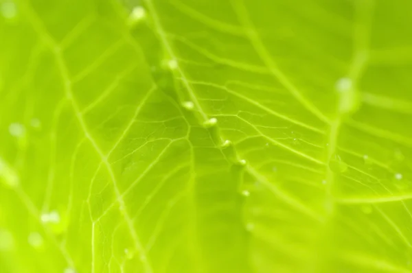 Green leaves. — Stock Photo, Image
