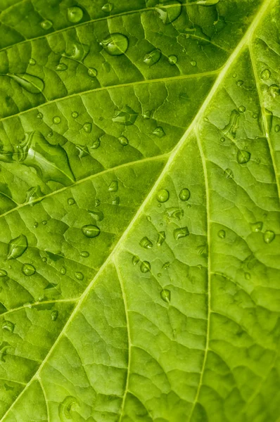 Macro in leaf. — Stock Photo, Image