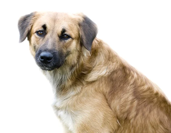 Smutný pes — Stock fotografie