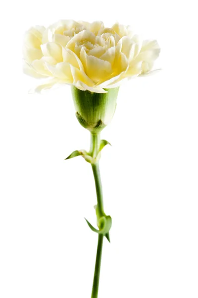 Yellow Carnation. — Stock Photo, Image