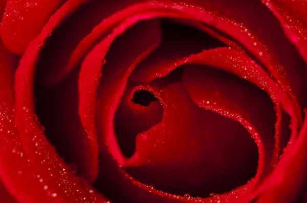 Rote Rose. — Stockfoto