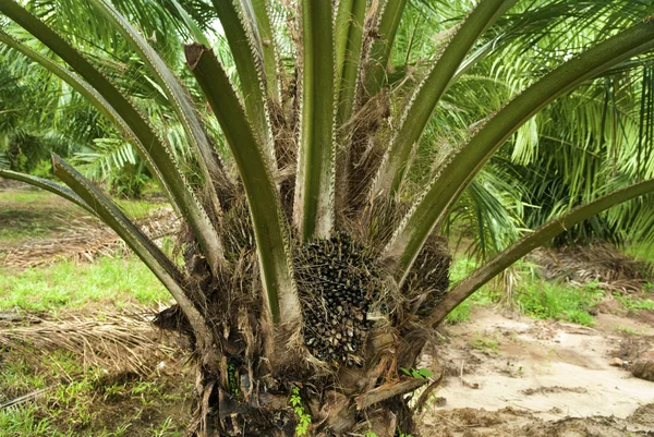 stock image Palm Oil Plantation.