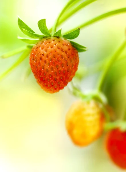 Erdbeerfrüchte auf dem Zweig. — Stockfoto