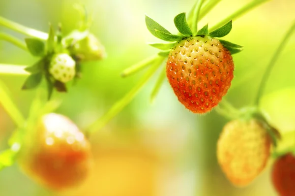 Frutos de fresa en la rama . —  Fotos de Stock