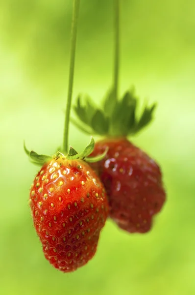 Φράουλα φρούτα στο κλάδο. — Φωτογραφία Αρχείου