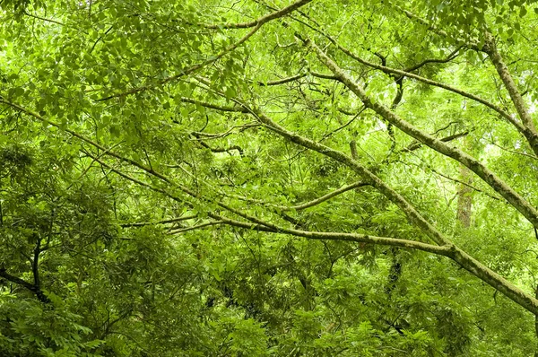 Tropisk grön skog — Stockfoto