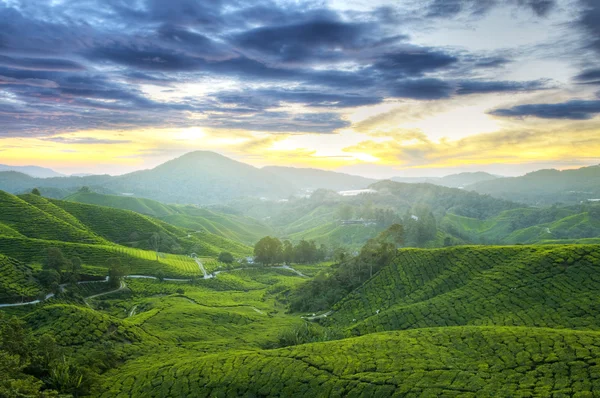 Чайные плантации . — стоковое фото