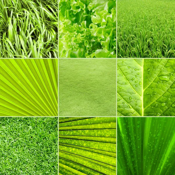 Natureza fundo verde — Fotografia de Stock