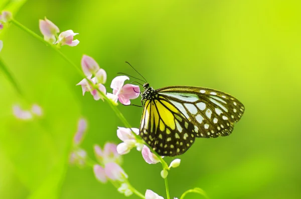 Pillangó. — Stock Fotó
