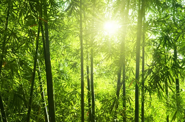 Bambusové lesy. — Stock fotografie