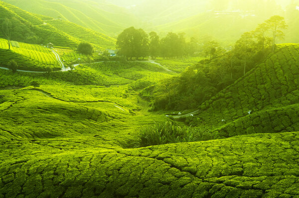 Чайные плантации
