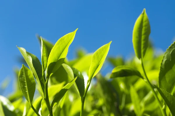 Листья чая . — стоковое фото