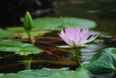 central Park'ta bir havuzda Lotus