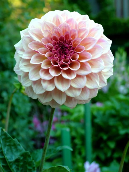 Rosafarbene Blume im Metzgergarten — Stockfoto