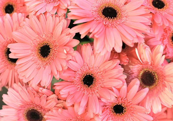 Flores de gerber — Fotografia de Stock