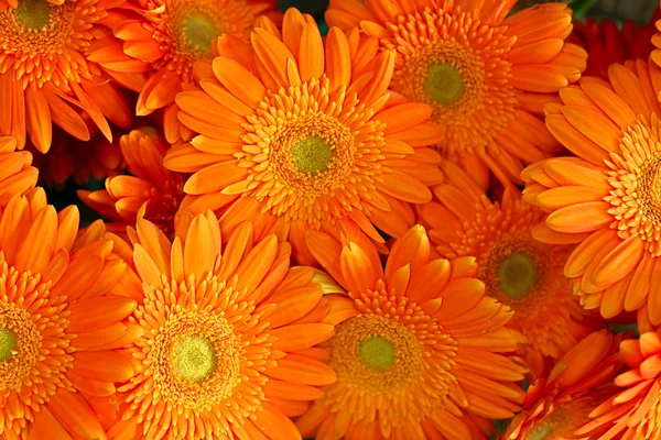 Virágok háttér Stock Fotó