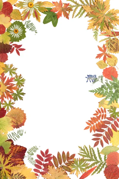 Rám z podzimní list — Stock fotografie