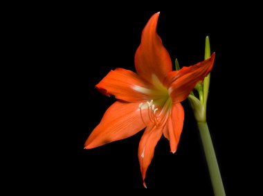 Orange lily clipart