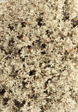 Reindeer moss put by background clipart