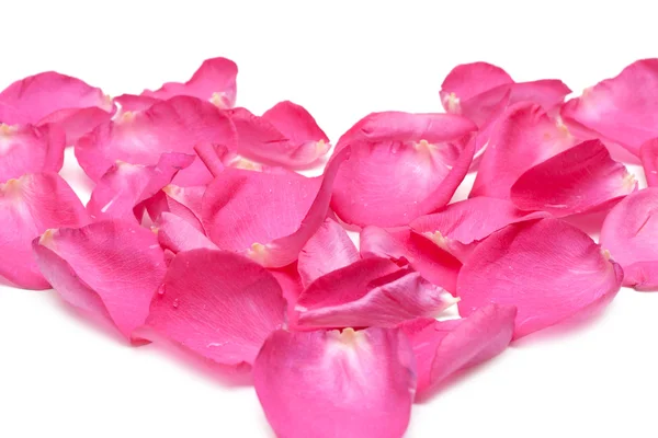 Лепесток роз — стоковое фото