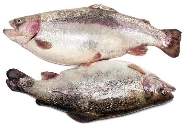 Dvojice vlhké ryb na pstruhy — Stock fotografie