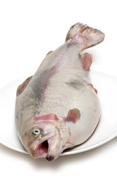 Truite de poisson sur assiette — Photo