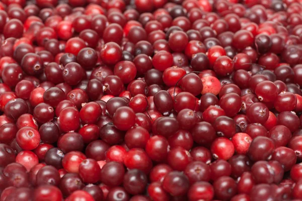 Cranberries put by background — Stock Photo, Image