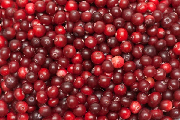 Cranberries put by background — Stock Photo, Image